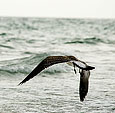 [Going Home] - seagull, beach, gulf, ocean, vignette, englewood beach, florida