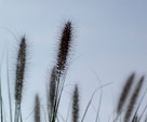 [Ethereal Grain] - silhouette, grass, grain