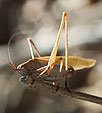 [Long Jumper] - grasshopper, bokeh, macro, brown