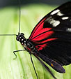 [The Letter Carrier] - small postman, red, butterfly, bokeh
