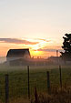 [Beauty and Apathy] - contrast, litter, morning fog, barn, farm